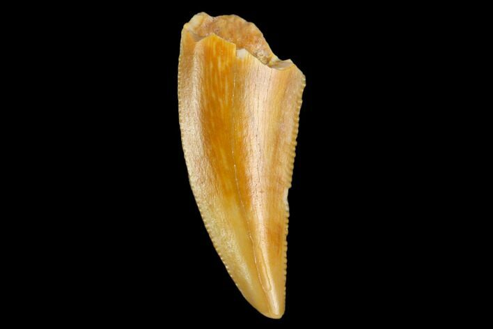 Serrated, Raptor Tooth - Real Dinosaur Tooth #124871